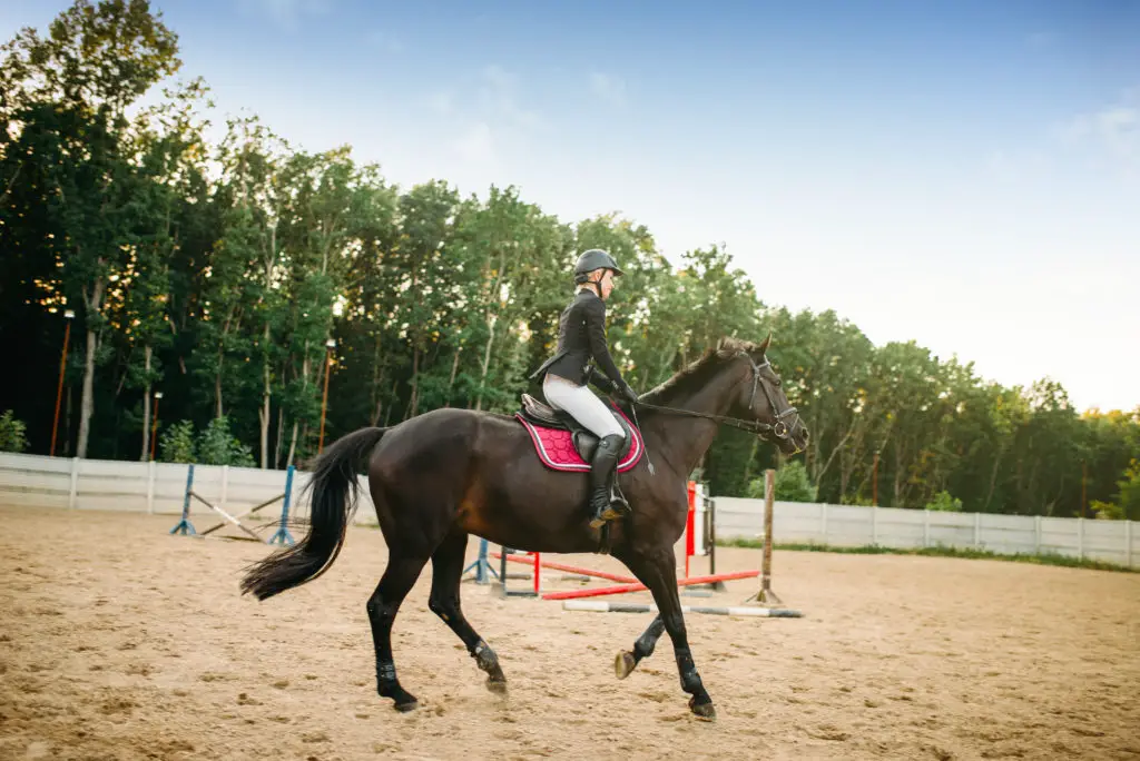 Equestrian Sport